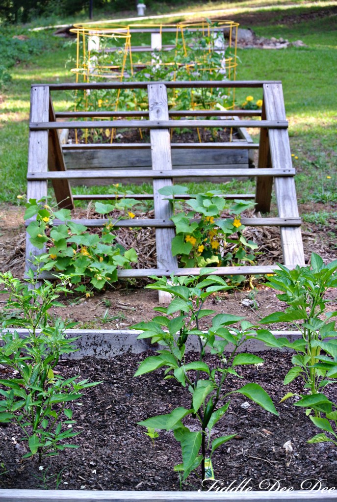 After six weeks our little garden is looking fuller and starting to produce it fresh goodness