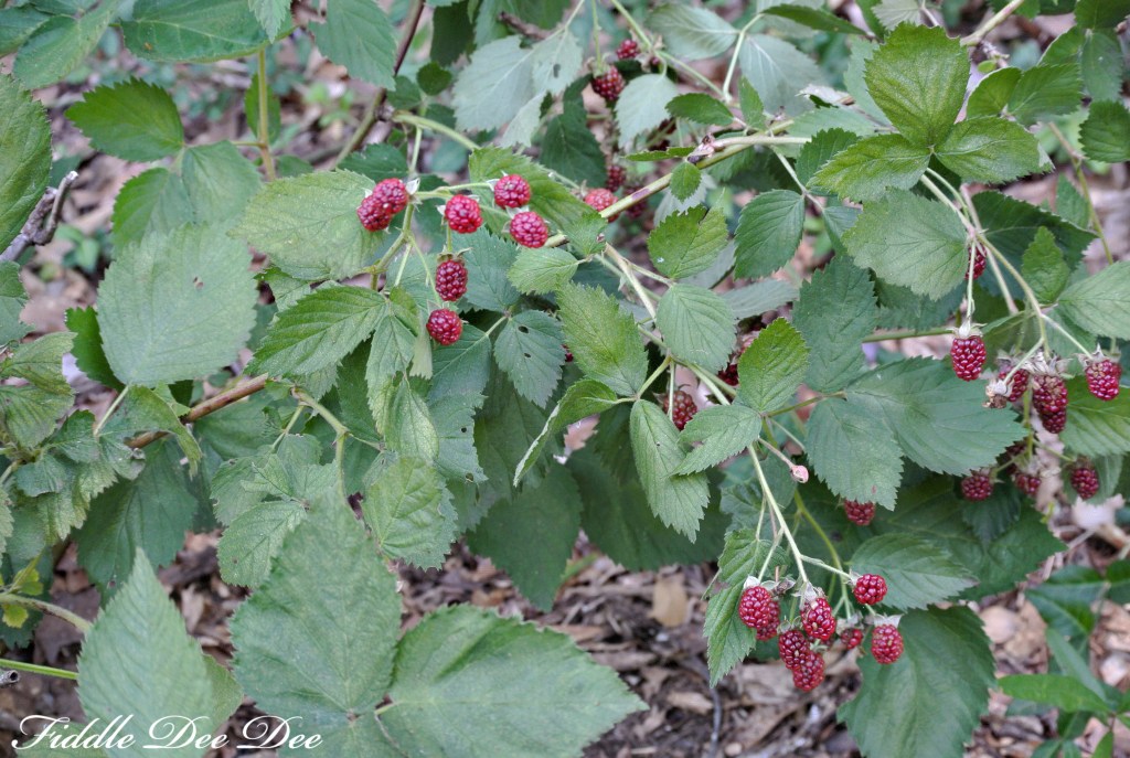 Hoping I can keep the birds away from these