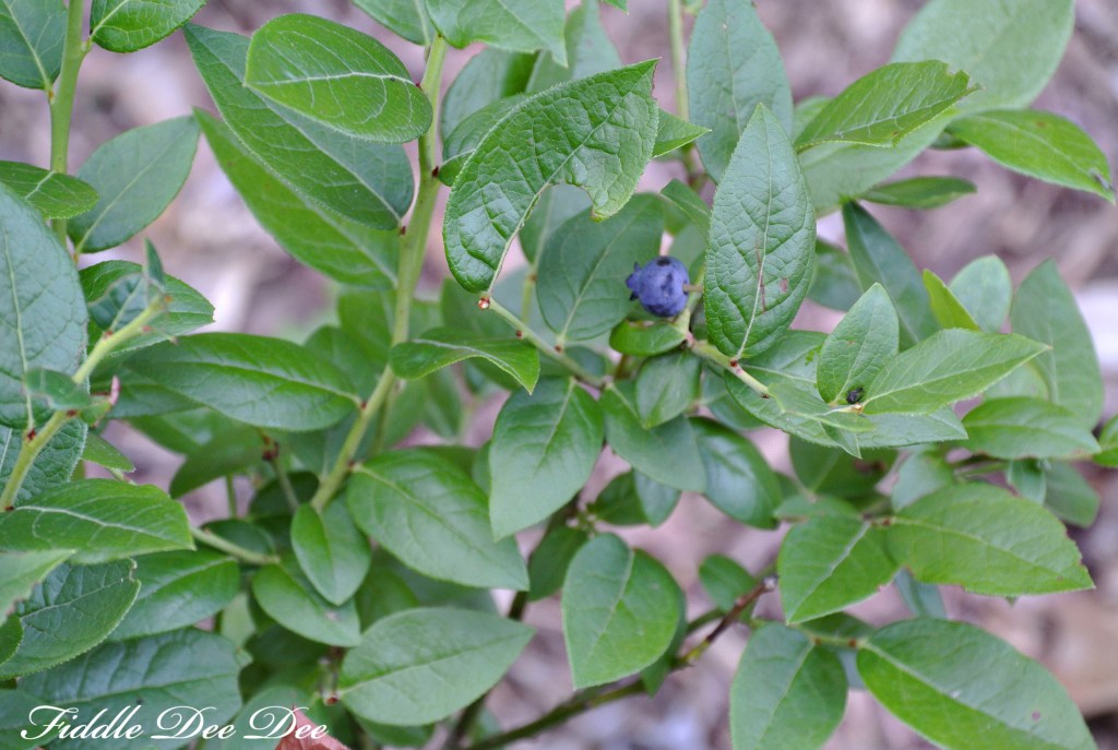 My ONE blueberry