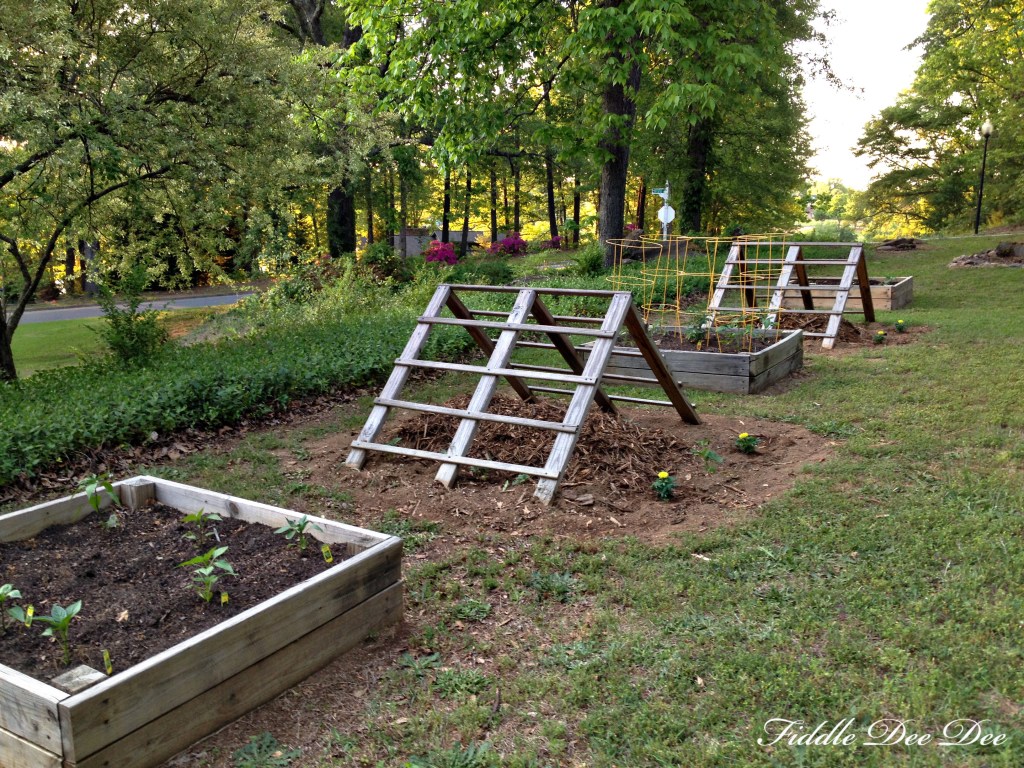 6 weeks ago when we first planted for the season.