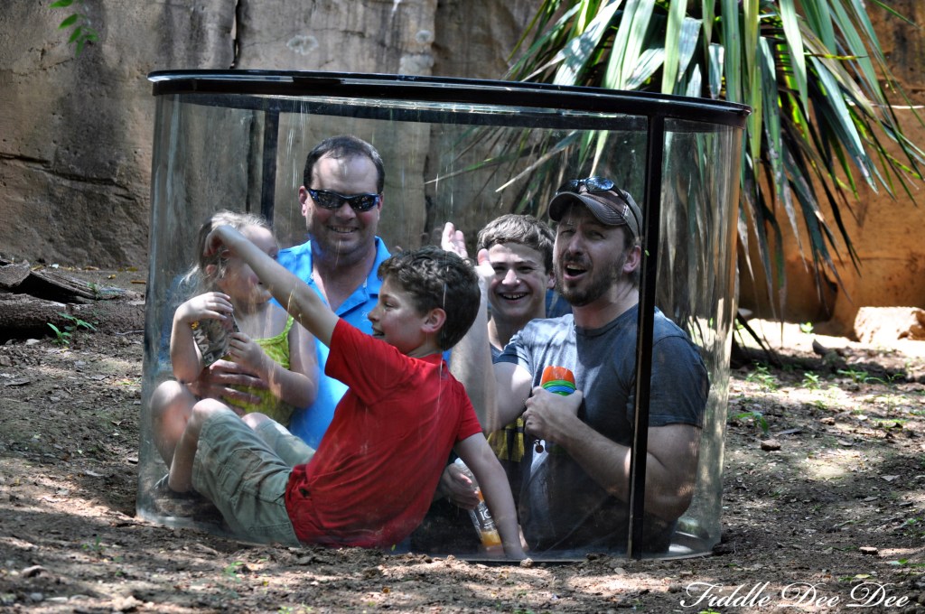 We never quite figured out WHAT kind of animals these were!!