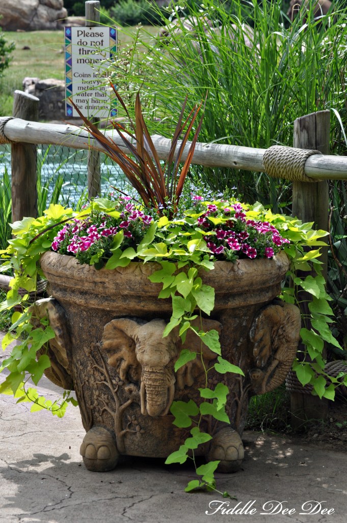 I loved all of the landscaping around the zoo, from the planters to the garden areas.  