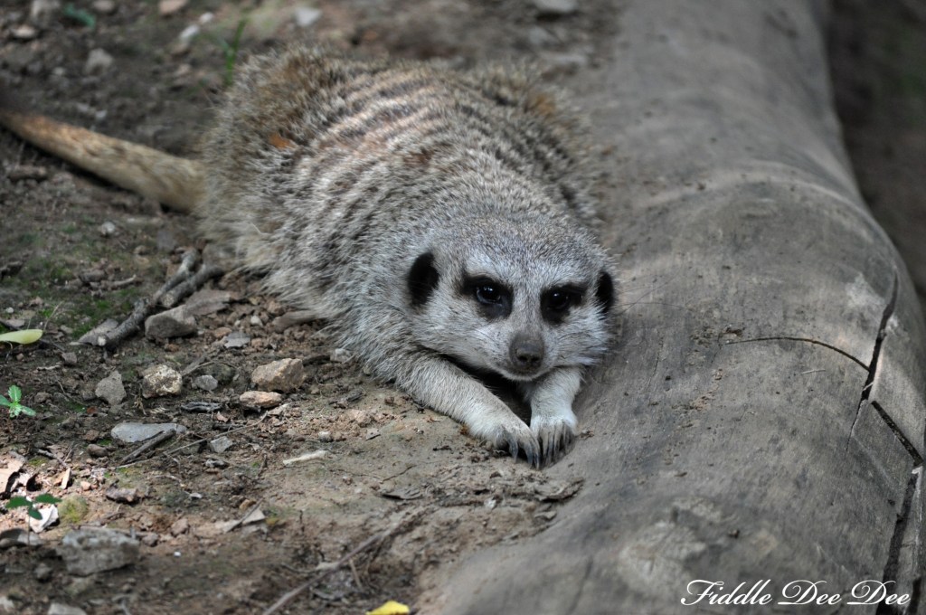 I'm a meerkat lover and this one just kept posing for me.  Isn't he a doll?