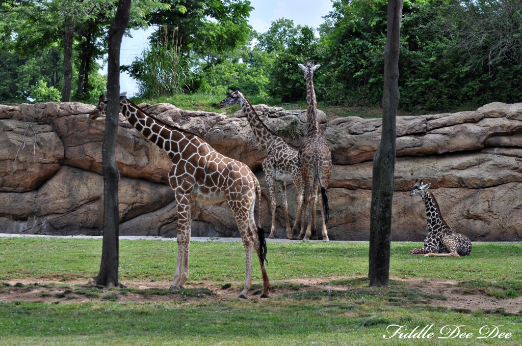 nashville_giraffes