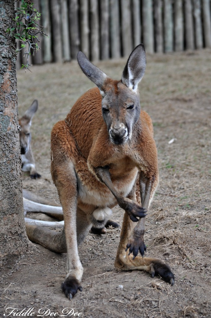 The kids loved the kangaroos & hanging out in their habitat; these guys were so awesome and would walk right up to you.