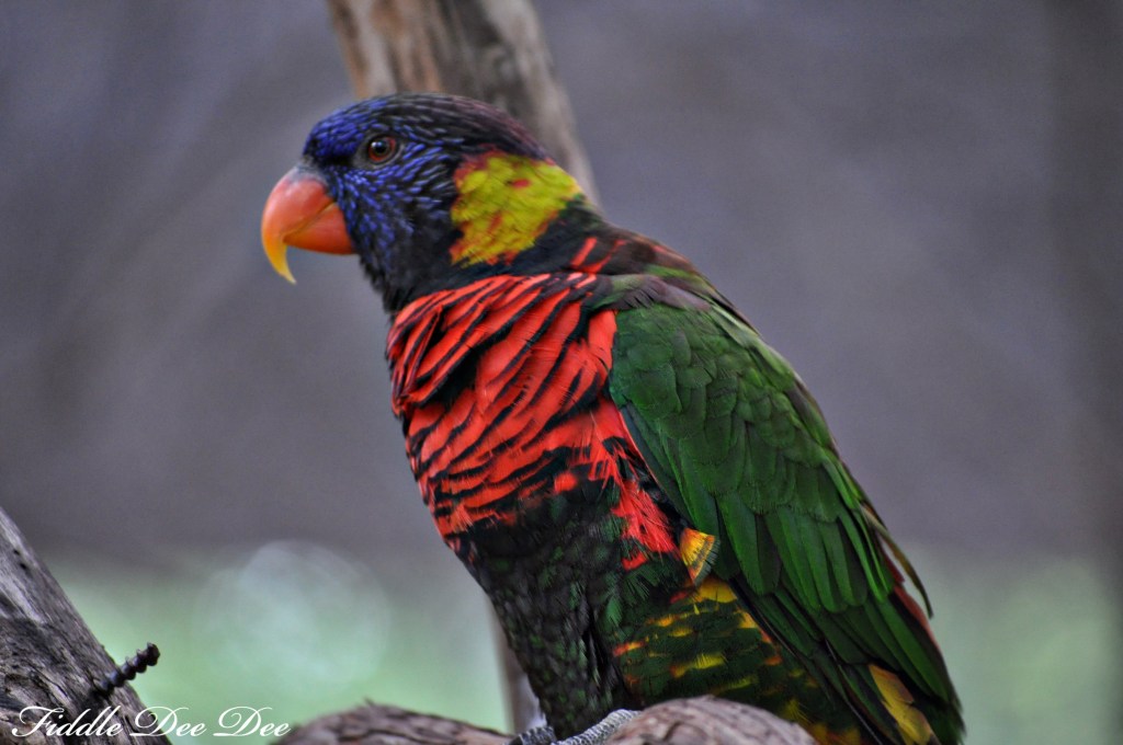 I'm a bird lover and the lorakeet habitat was one of my favorites.  They would land on you if you had nector for them to enjoy.