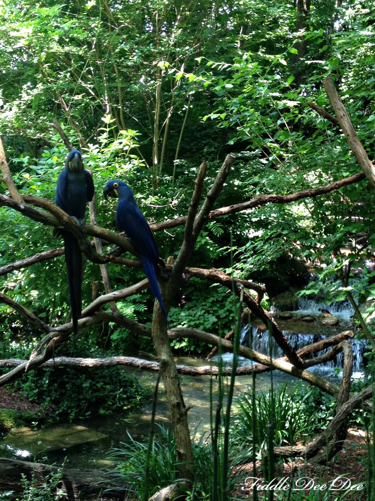 An exhibit of tropical birds greeted us first .... absolutely beautiful without a doubt!