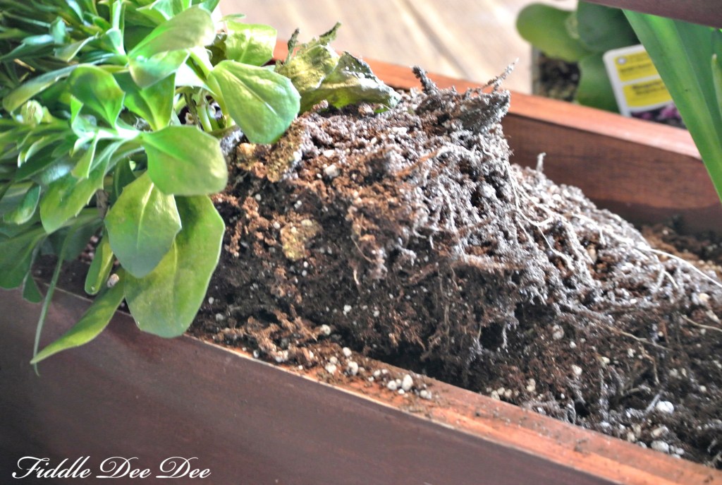 Breaking up the roots just a little to stimulate growth.