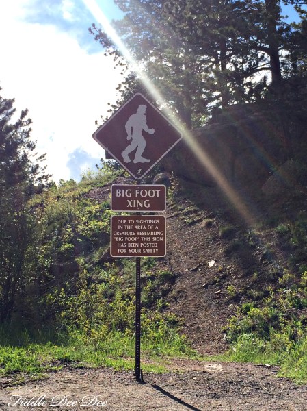 Apparently there is a lot of wildlife in the area surrounding Pike's Peak!!