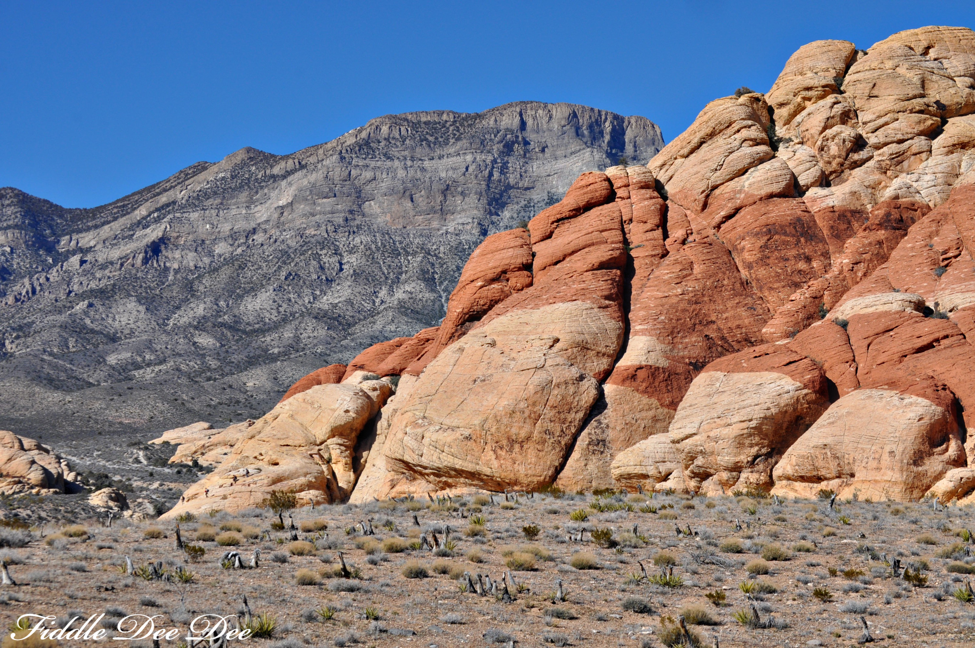 red rock canyon4