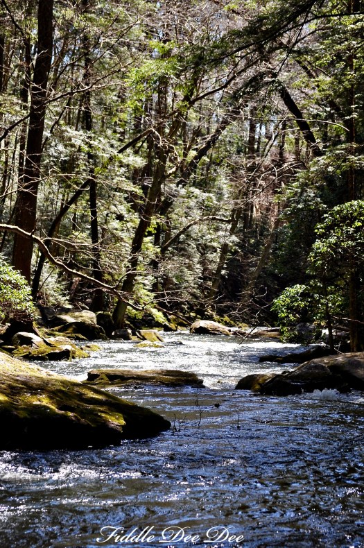 The trail leading to the Fiery Gizzard goes along the side of this creek