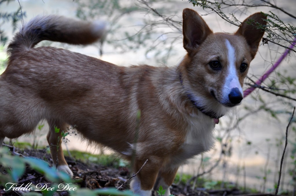 Our sweet little Corgi enjoyed her outdoor adventure ... except for the mud.