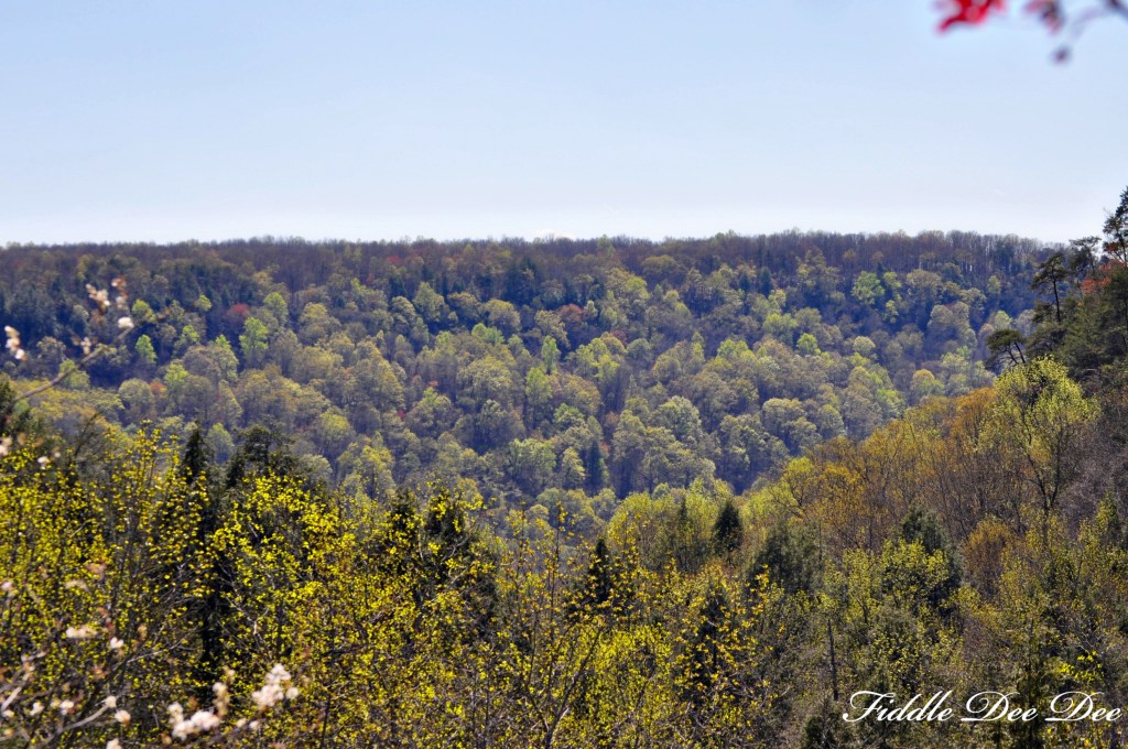 View across the South Cumberland Mountain area  from the top of Foster Falls