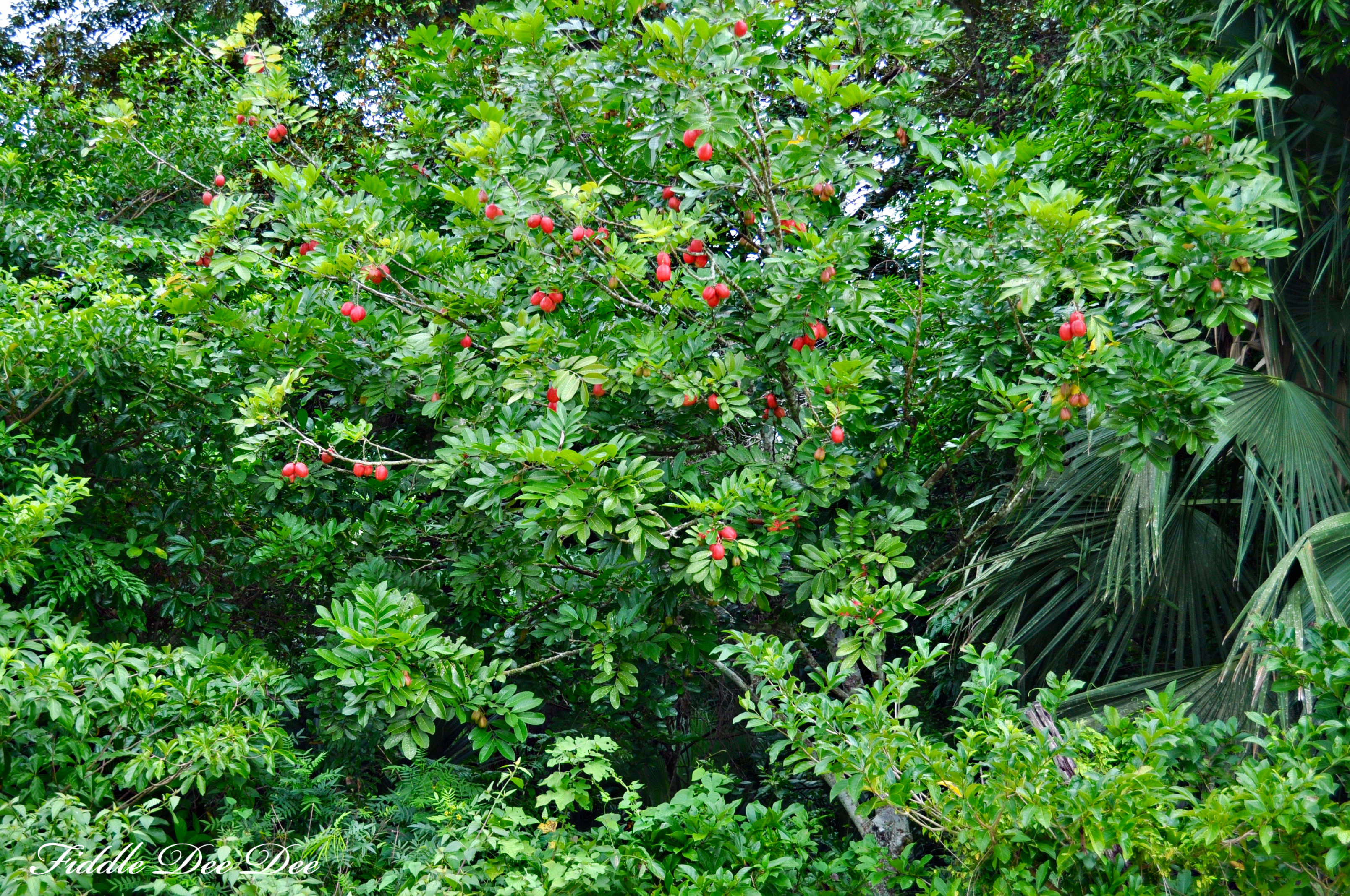 ackee tree