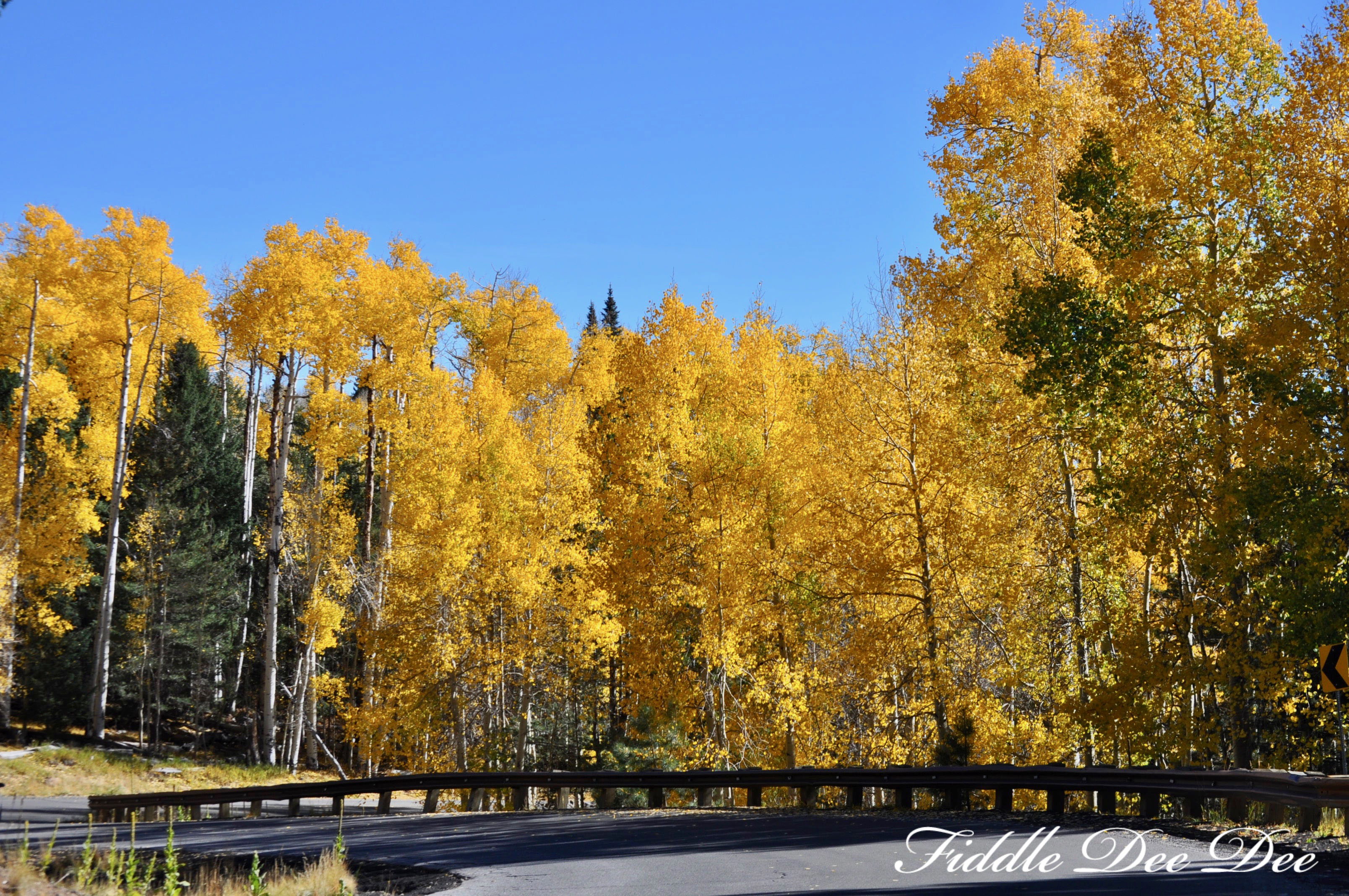 arizona-weekend-2-oh-fiddledeedee-com