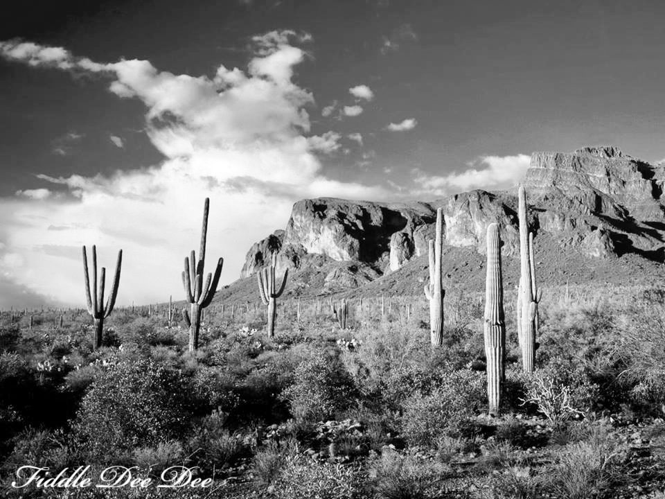 arizona-weekend-20-oh-fiddledeedee-com