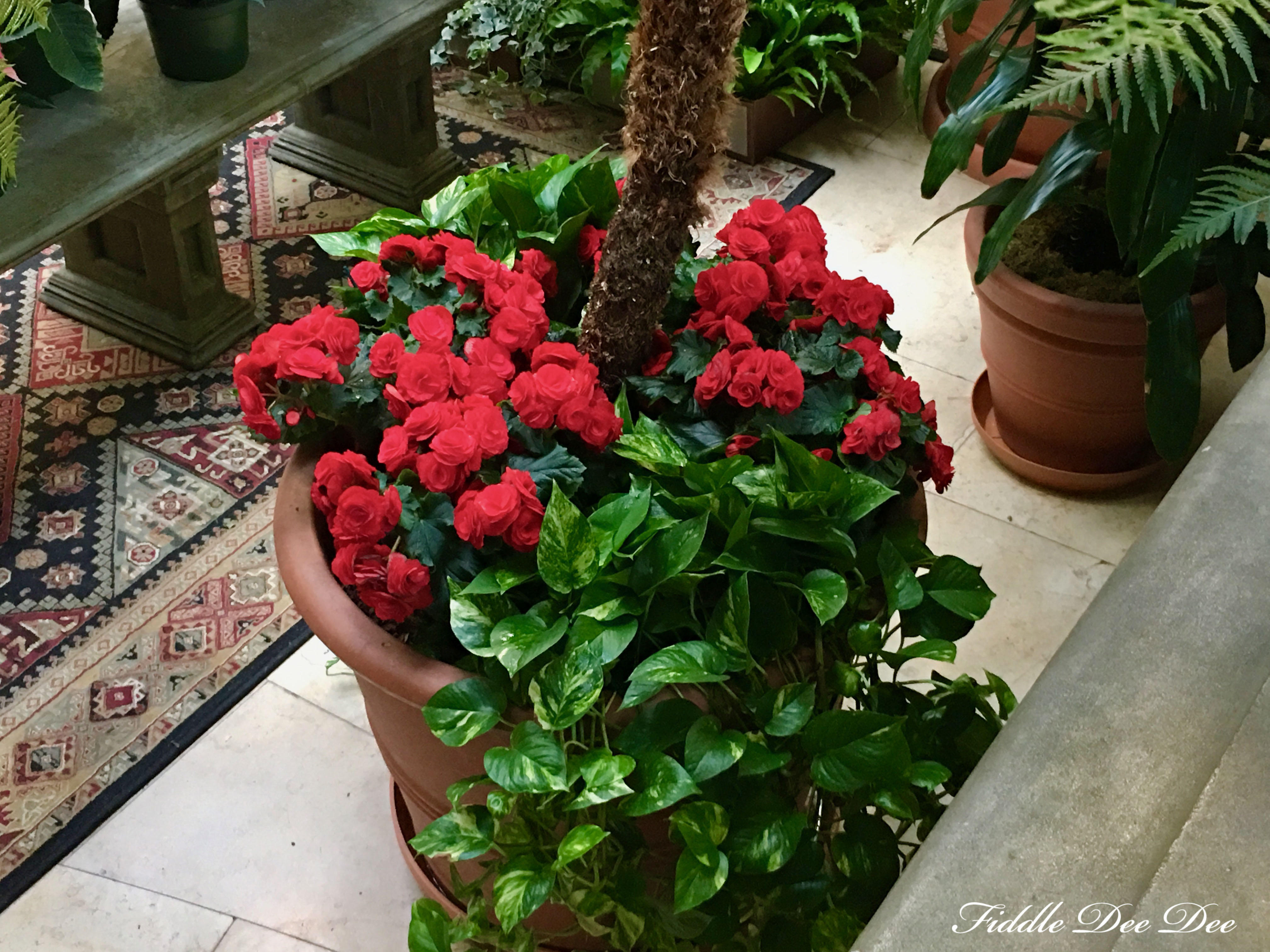 biltmore-christmas-8-ohfiddledeedee-com