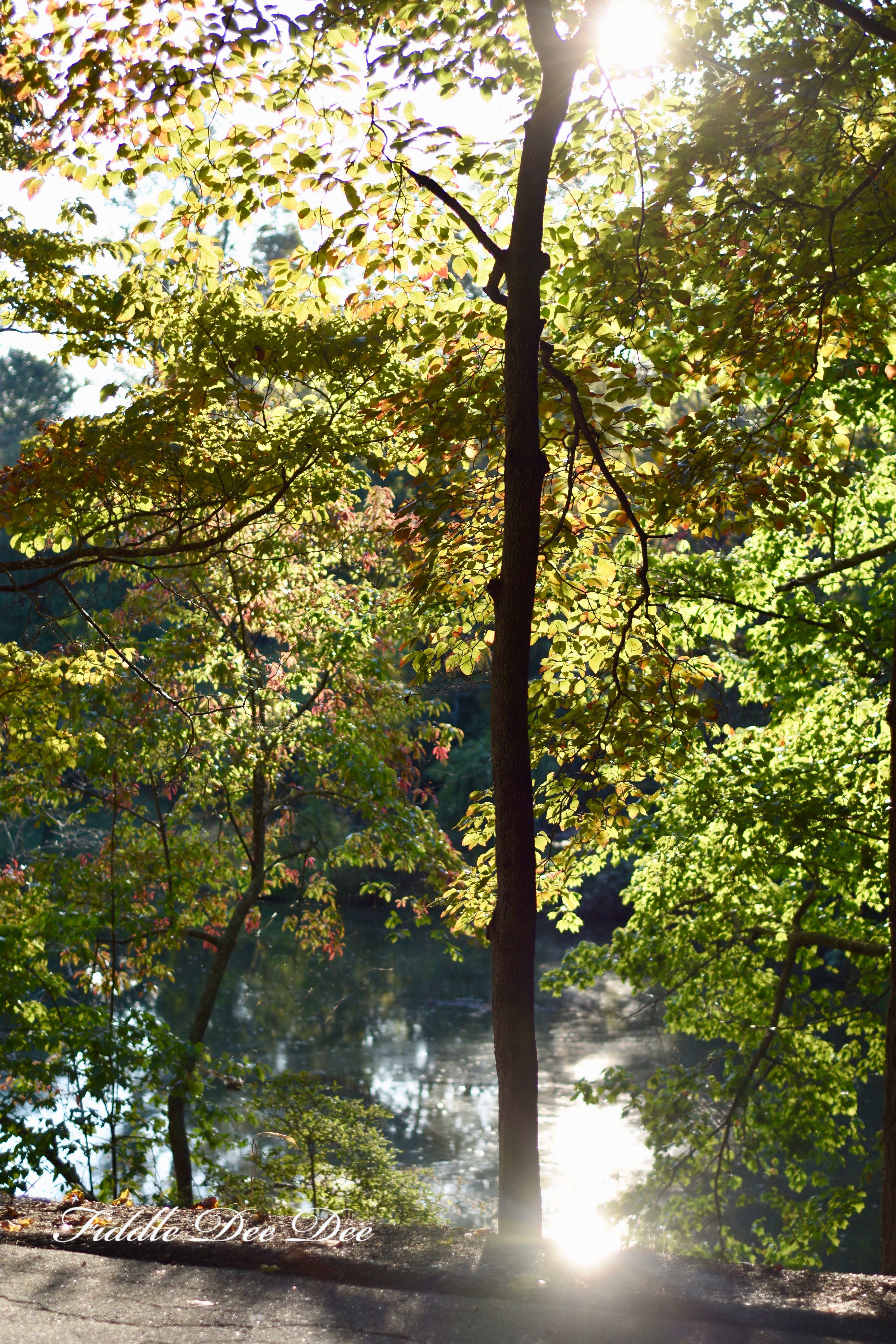 Biltmore-Estate-Grounds | Fiddle Dee Dee