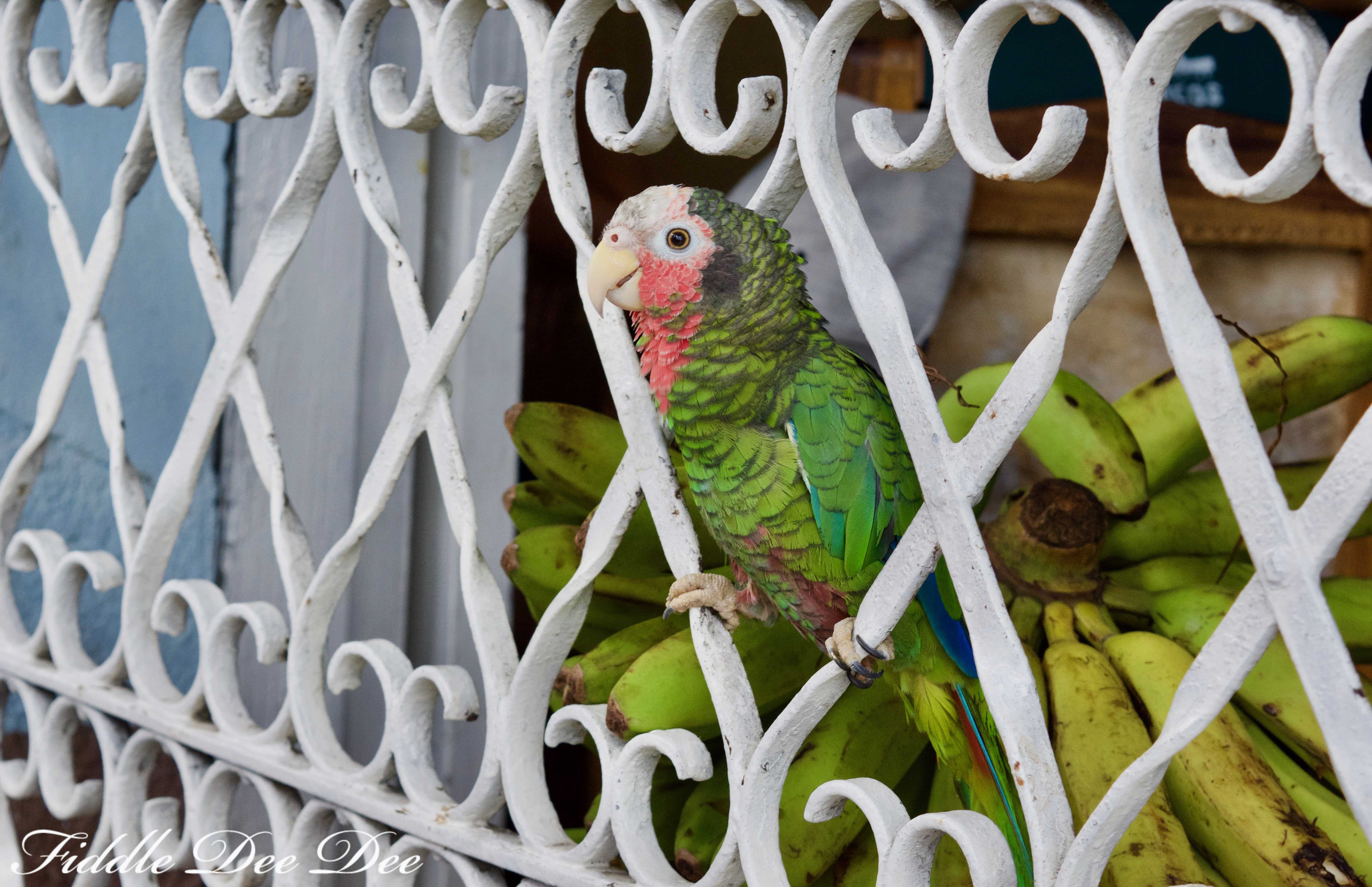 Street-Parrot | Fiddle Dee Dee