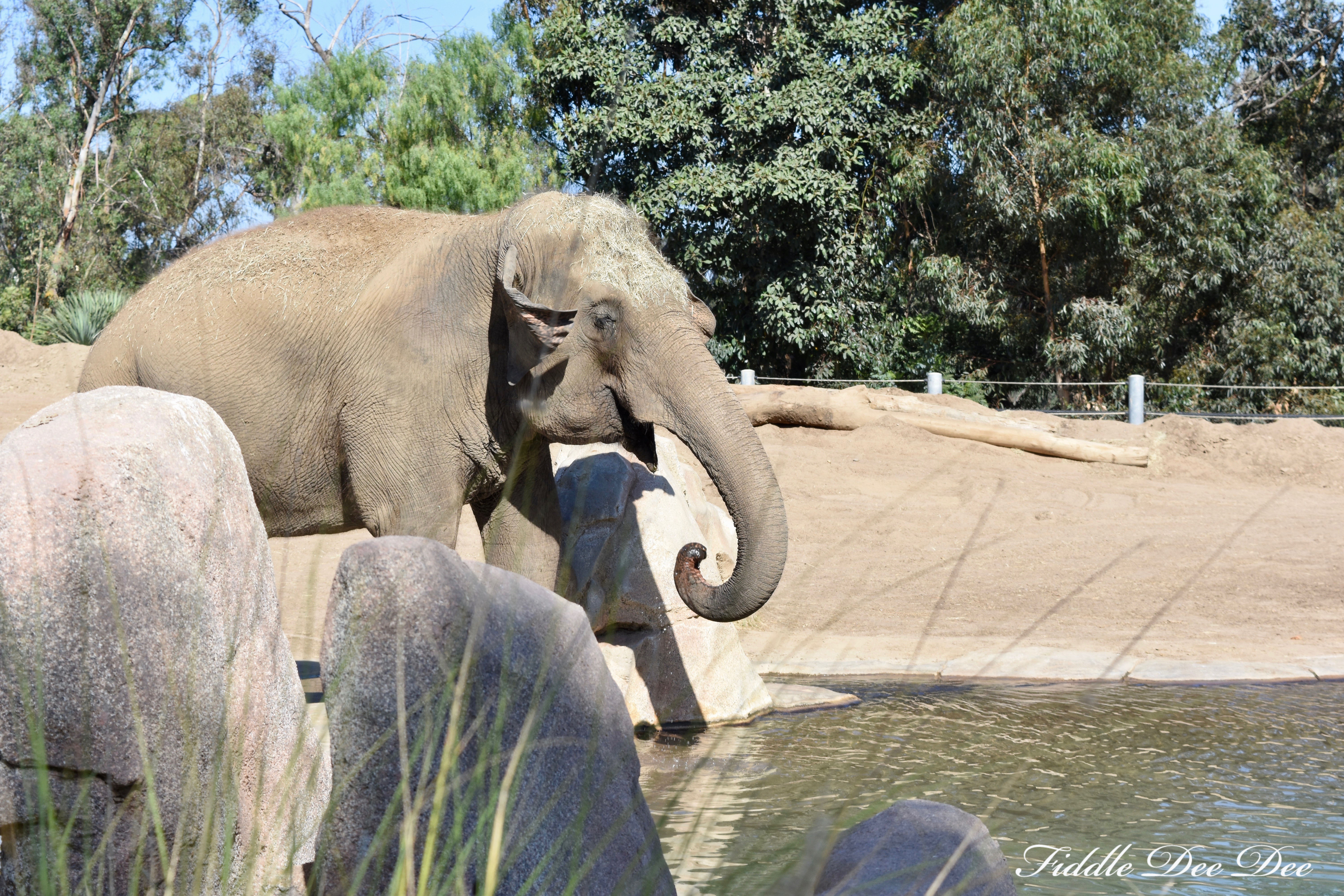 San-Diego-Zoo-Elephant | ohfiddledeedee.com