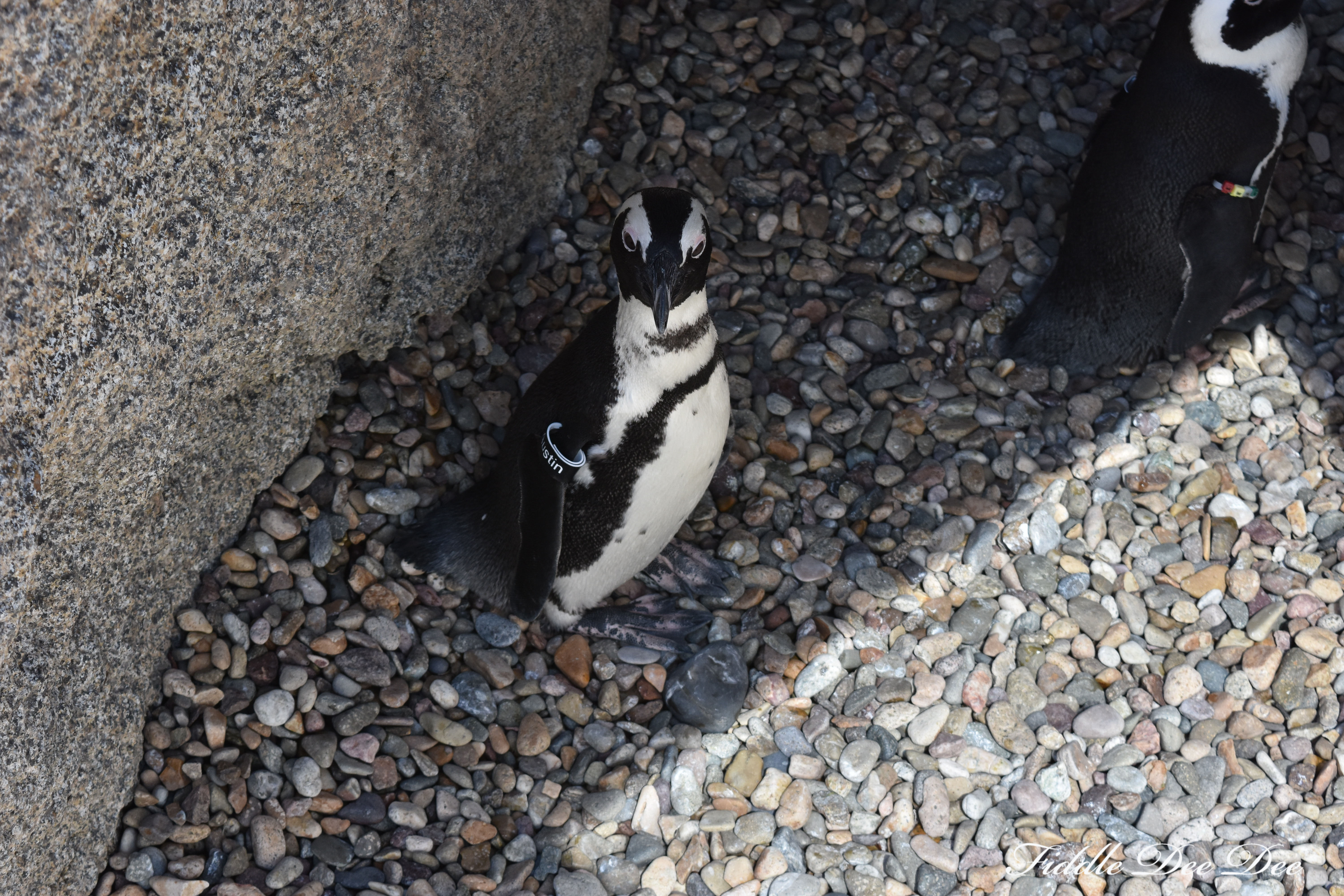 San-Diego-Zoo-Penguins | ohfiddledeedee.com