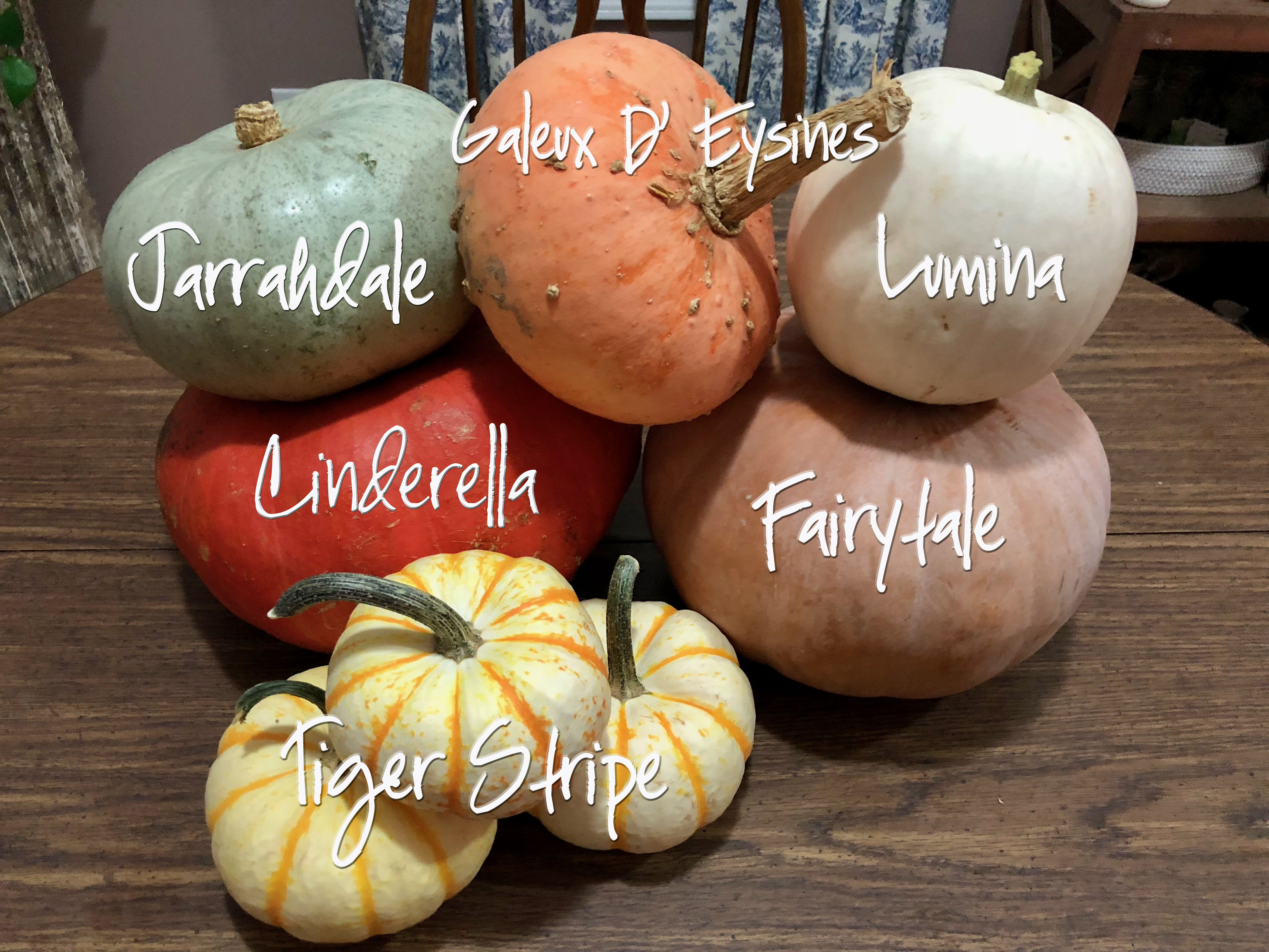 Pumpkins-Varieties | ohfiddledeedee.com