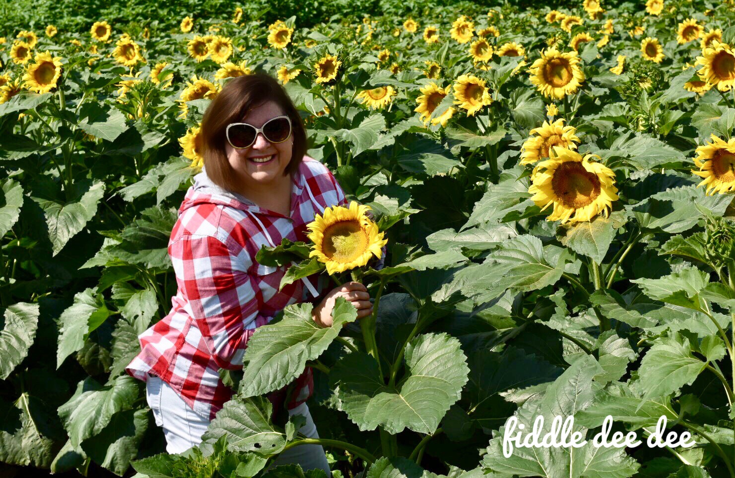 Dawsonville Georgia Fausett Farms Sunflowers / Fiddle Dee Dee