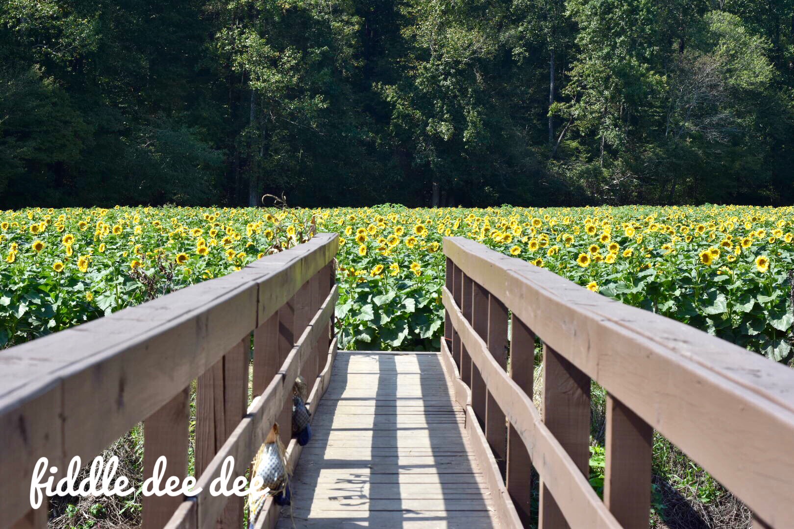 Fausett Farms Sunflower Field / Fiddle Dee Dee