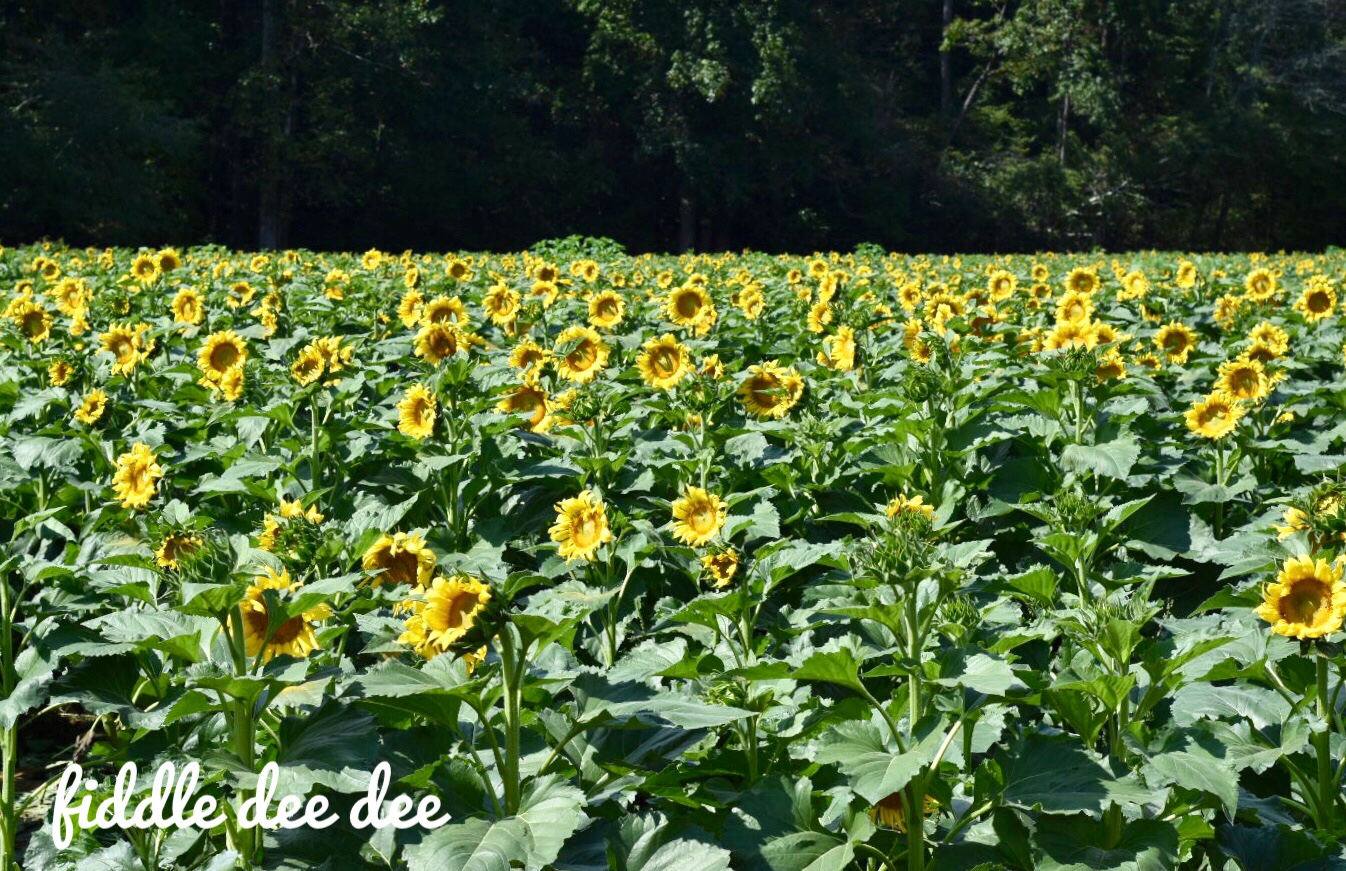 Fausett Farms Autumn Sunflowers / Fiddle Dee Dee