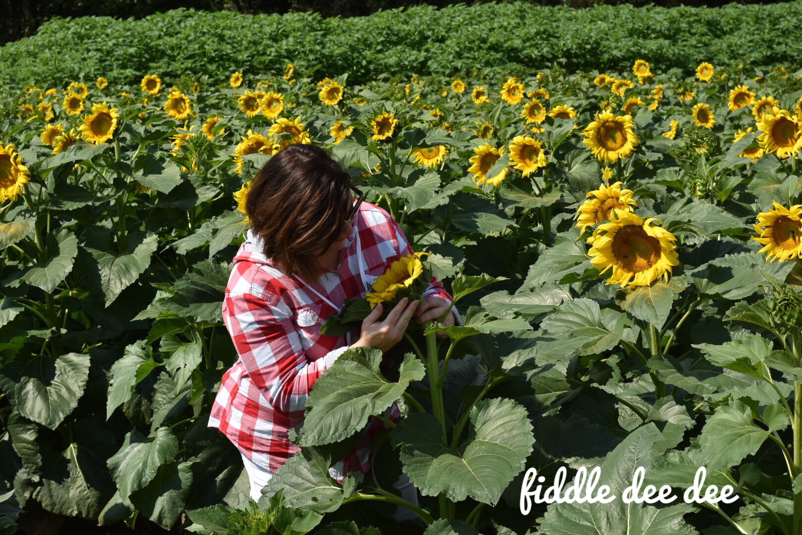 Sunflower Farm /Fiddle Dee Dee
