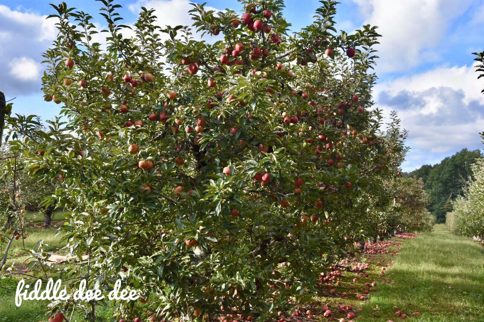 Crow Mountain Orchard