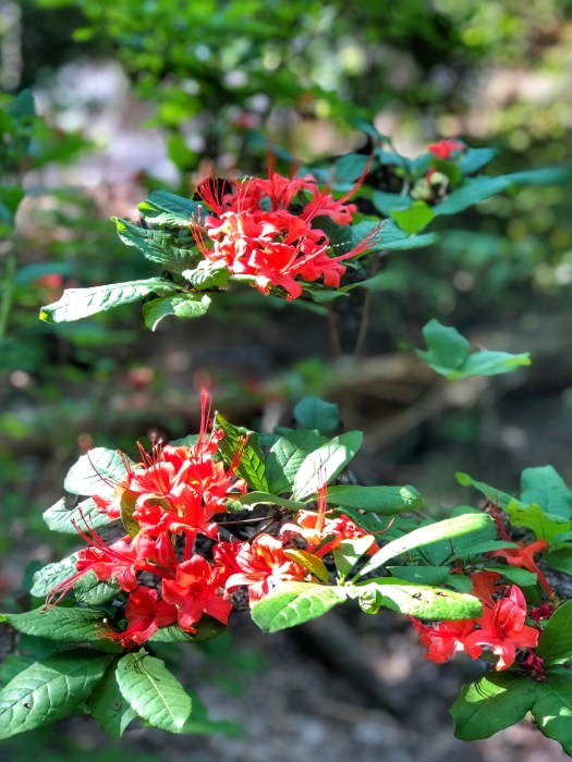 Nature at Providence Canyon / Oh Fiddle Dee Dee