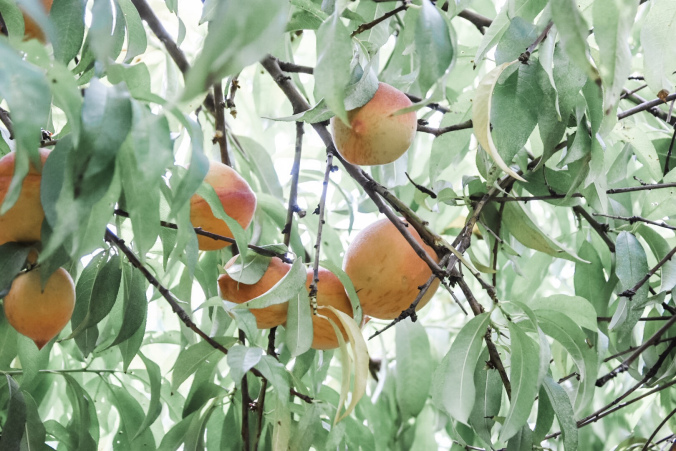 Peach Orchard / Oh Fiddle Dee Dee