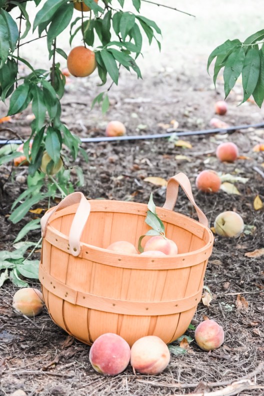 Southern Belle Farm Peaches / Oh Fiddle Dee Dee