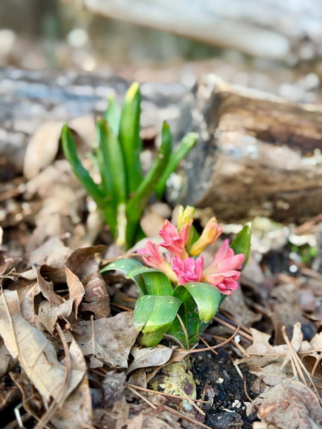 Taking Advantage of Fool’s Spring at Rosebriar